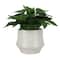 10" Premade Faux Plant in Speckled Ceramic Container by Ashland®